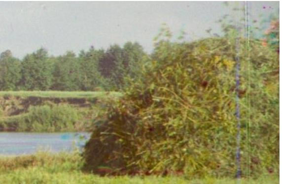 6d.jpg